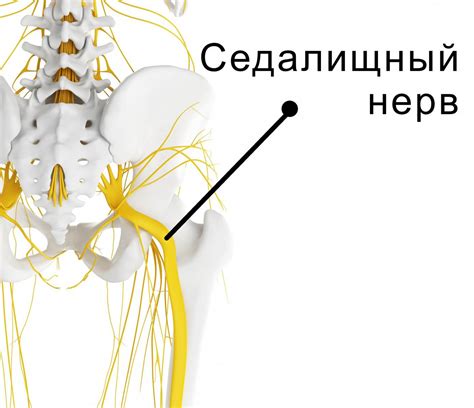 Функции седалищного нерва в нижних конечностях