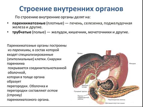 Функции селезенки у детей: особенности и возможные проблемы