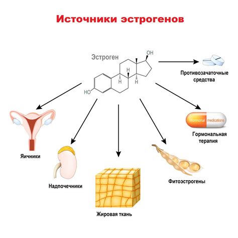 Функции эстрогенов: как возникают и что они представляют собой