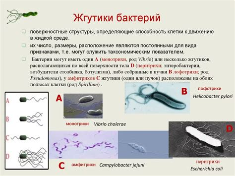 Функциональная значимость наклона головы у кроликов