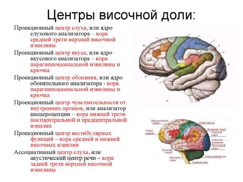 Функциональная роль правой лобно-височной доли: важное звено в формировании и управлении короткосрочной памятью