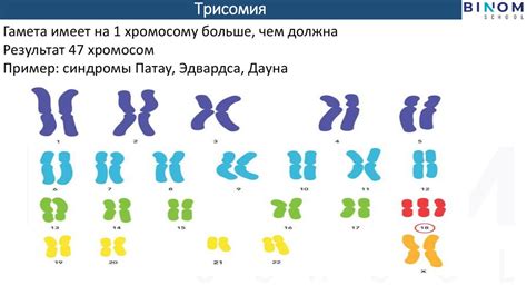 Хромосомы у разных организмов: сходства и различия