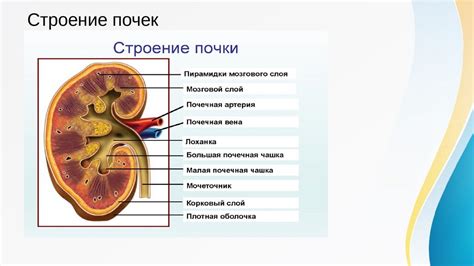 Хроническое заболевание почек как причина отсутствия их видимости на ультразвуковом исследовании