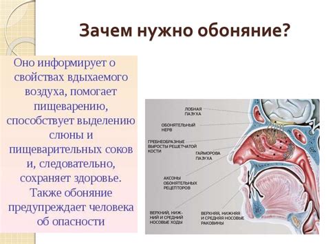 Частые заболевания, вызывающие утрату чувства вкуса и обоняния