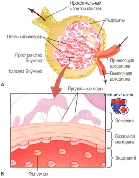 Что такое клубочковая фильтрация и как она функционирует