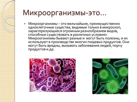 Что такое микроорганизмы и их роль в организме