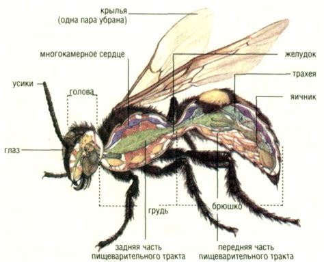 Что такое насекомые в стеблях люпина: разнообразие видов и факторы их образования