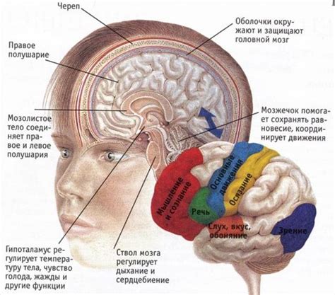 Что такое остаточная развитие мозга и как оно возникает?