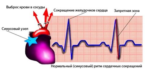 Что такое ритм сердечных сокращений и как он связан с артериальным давлением?