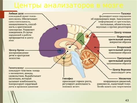 Чувствительные проявления эпилептических приступов: изменения зрения, слуха и осязания