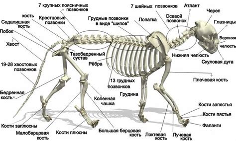 Шаг 4: Формирование конечностей и опоры животного