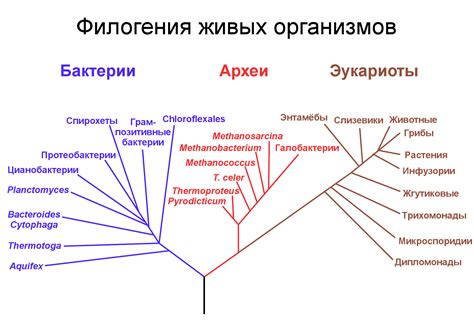 Эволюция значения термина "крыса" на протяжении времени