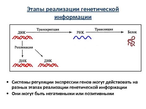 Экспериментальные подтверждения влияния генетической регуляции