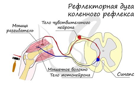 Электроды: ключевые компоненты для формирования мощной энергии в рефлекторной дуге