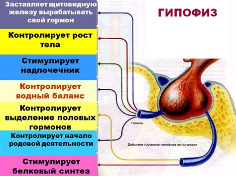 Эндокринная регуляция аппетита: связь внутренних процессов с контролем питания