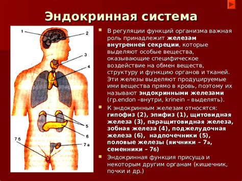 Эндокринная система и ее важная роль в поддержании гармоничного обмена веществ в организме