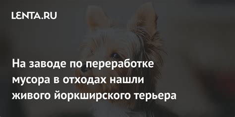  Бодрость и активность в повседневной жизни терьера
