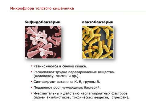  Взаимодействие бананов с пищеварительной системой и обмен веществ 