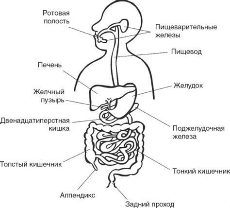  Влияние эмоционального напряжения на функционирование пищеварительной системы 