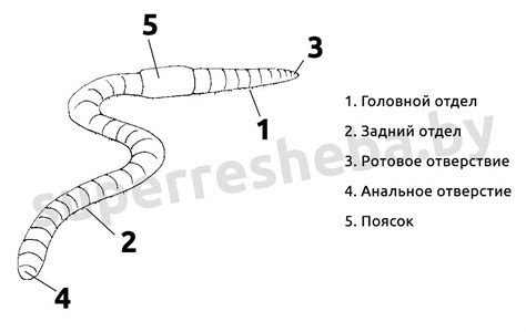  Внимательное наблюдение за движением слизней: ключ к определению 