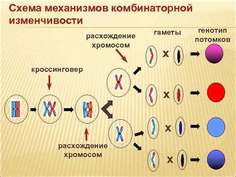  Генетическая предрасположенность и наследование алопеции в мужской линии 