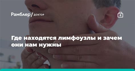  Зачем нам нужны лимфоузлы и почему они могут подвергаться воспалению 