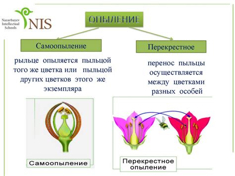  Недостаток опыления
