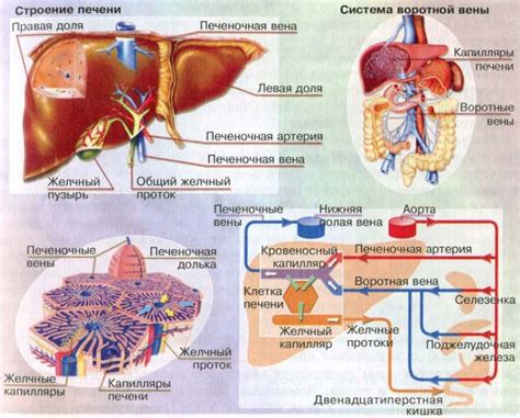  Печень: строение и роли в организме 