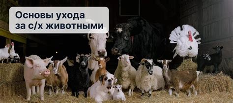  Погружение в основы взаимодействия с верховыми животными 