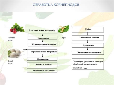  Подготовка овощей перед созданием концентрата 