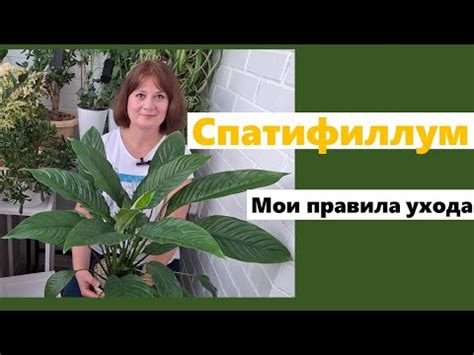  Поддержание оптимального уровня влажности и питательности почвы для успешного развития виноградных лоз в суровых условиях Сибири 