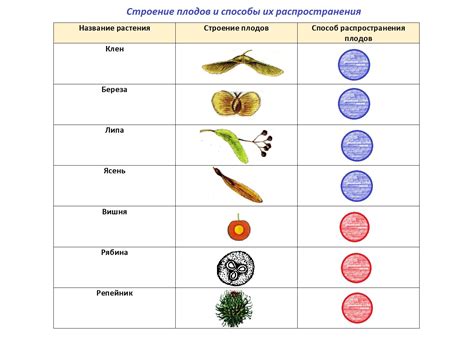  Популярные способы эксплуатации семенных плодов в разнообразных кулинарных композициях 