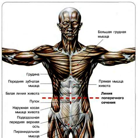  Послеродовая ослабленность мышц брюшного пресса 