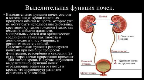  Почечные органы: строение и важная функция в выделительной системе 