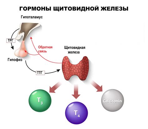  Профилактика и поддержание нормального уровня гормона щитовидной железы 