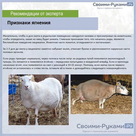  Регулярное обеспечение свежей водой для оптимального развития ягнят
