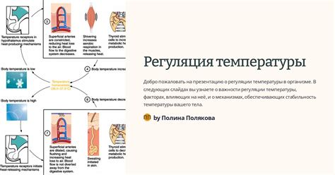  Регуляция температуры: значимая функция эпидермиса 