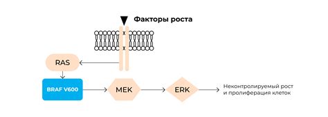  Роль BRAF мутации в организме