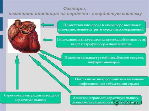  Факторы, влияющие на ритм сердечных сокращений и пульсацию
