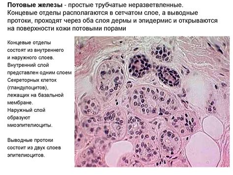  Формирование нервной системы и кожных покровов 