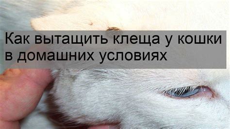  Шаги для проведения самостоятельного удаления паразита у животного 